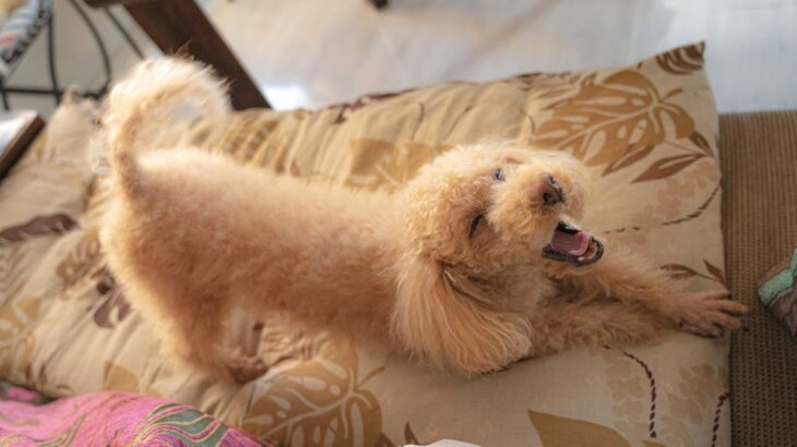 犬が体を『ぐーっと伸ばす』理由６選　愛犬が伸びをするときの心理や治療が必要な状況とは？(ブログ)