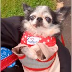 10年間もケージで過ごし、外の世界をしらなかった老犬を飼ったら…思わず涙が出る『現在の光景』が3万再生「本当によかった」「微笑んでる」(ブログ)
