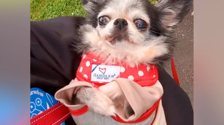 10年間もケージで過ごし、外の世界をしらなかった老犬を飼ったら…思わず涙が出る『現在の光景』が3万再生「本当によかった」「微笑んでる」(ブログ)