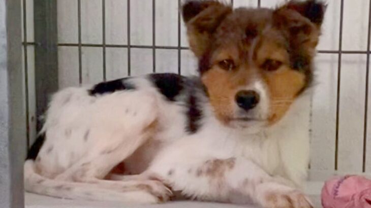処分される予定だった『表情がない野犬』を保護→当時が嘘のような『ビフォーアフター』と結末が85万再生「目が違う」「幸せになって」(ブログ)