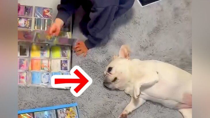 カードゲームに夢中な子どもたち→一緒に遊びたい犬が…どうしてもそばにいたい『健気すぎる姿』が48万再生「拗ねてて可愛いｗ」「ふて寝最高」(ブログ)