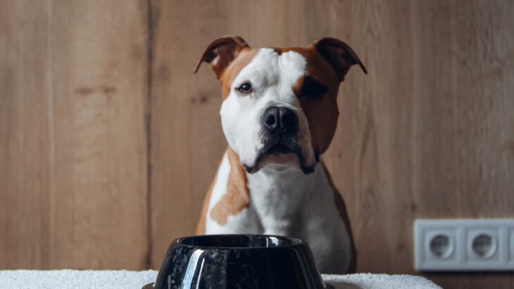 犬が水を飲まなくなったときの5つの原因　病気が隠れている可能性から適切な対処法まで解説(ブログ)