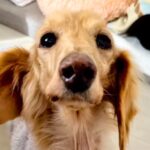 『繁殖犬として10年以上生きた犬』を保護したら…想像を超える『感動的な展開』に涙が止まらないと28万再生「表情が全然違う」「ありがとう」(ブログ)