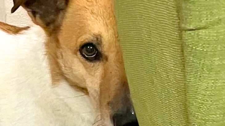 保護犬が『物陰から覗いてきた』と思ったら…コントのような『まさかの光景』に9万いいね集まる「反対反対ｗｗ」「チョッパーで草」と多くの反響(ブログ)