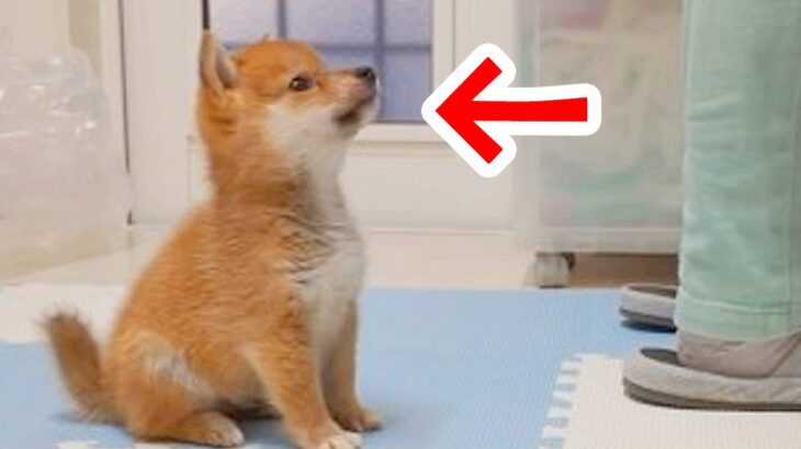 台所で『赤ちゃん犬のご飯』を作っていたら…待ちきれなくて見せた『キレ方』が衝撃的な可愛さだと220万再生「怒ってるのに可愛いｗ」「尊い」(ブログ)