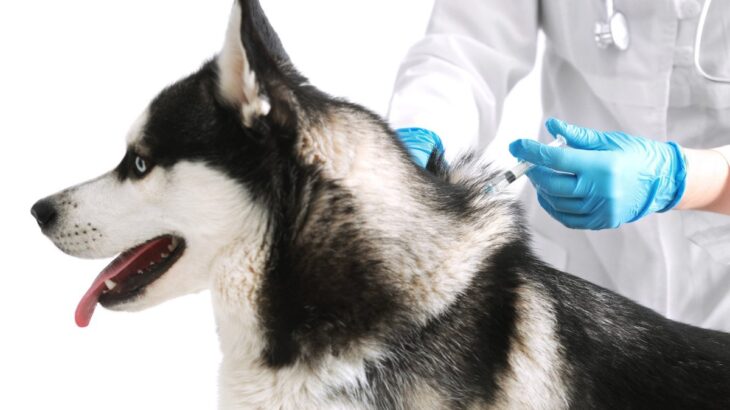【獣医が解説】寒い時期も予防すべき？犬のノミ・ダニ・フィラリア予防について（冬期編）(ブログ)