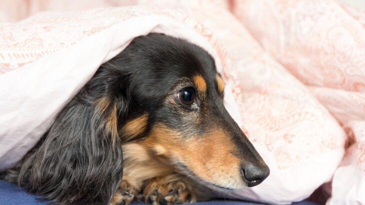 犬が『布団を好む』のはなぜ？飼い主の寝具に潜り込んでくる4つの理由や注意点まで(ブログ)