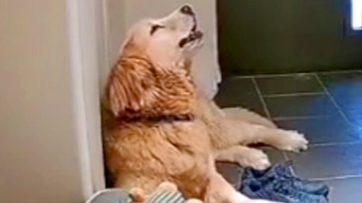 普段はめったに鳴かない大型犬→お留守番を隠し撮りしたら…カメラが捉えた切ない光景と『飼い主の反応』が393万再生「声帯ｗｗ」「可愛すぎ」(ブログ)