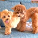 片足の無い犬がソファから降りられずにいたら…胸が熱くなる『まさかの光景』が14万再生「ナイスフォロー」「降りた後の表情たまらん」と絶賛(ブログ)