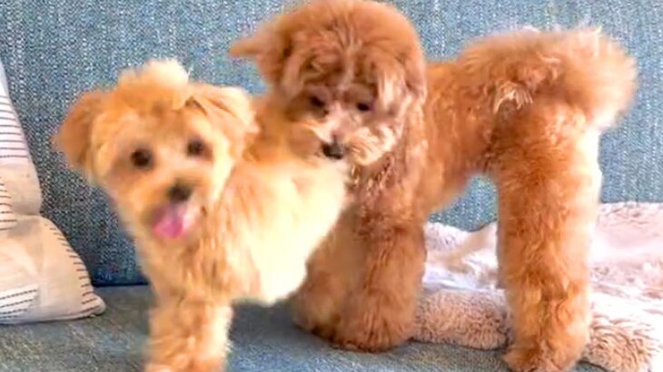 片足の無い犬がソファから降りられずにいたら…胸が熱くなる『まさかの光景』が14万再生「ナイスフォロー」「降りた後の表情たまらん」と絶賛(ブログ)