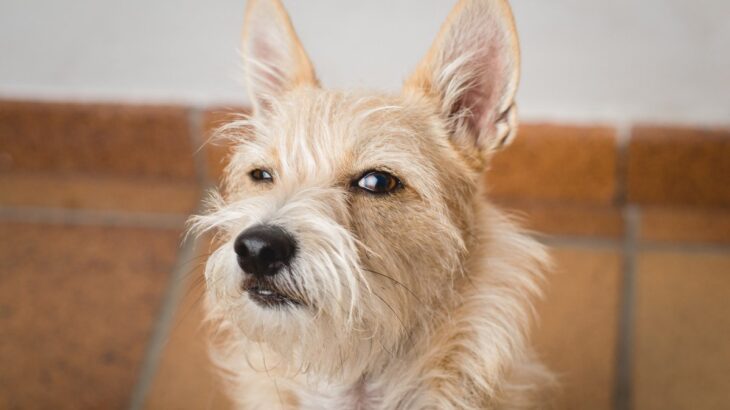 犬が急に言うことを聞かなくなる原因５つ　どんな理由が隠されているの？ケース別の対処法をご紹介(ブログ)