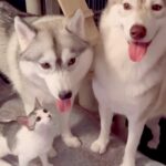 子猫がシベリアンハスキーに近付いたら…まさかの『自分の子供と勘違いして見せた行動』が優しすぎると59万再生「完全に守ってる」と反響(ブログ)