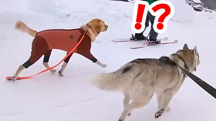雪山でハスキー犬と爆走していたら、知らない大型犬がついてきて…まさかのハプニングと『衝撃の結末』が10万再生「どこ行くのｗ」「楽しそう」(ブログ)