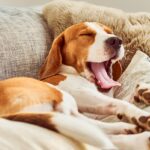 犬が「寝不足」なときにみせるサイン7つ　起こりうるリスクから良質な睡眠をとるための改善策まで(ブログ)