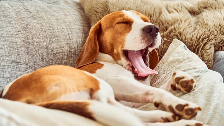 犬が「寝不足」なときにみせるサイン7つ　起こりうるリスクから良質な睡眠をとるための改善策まで(ブログ)
