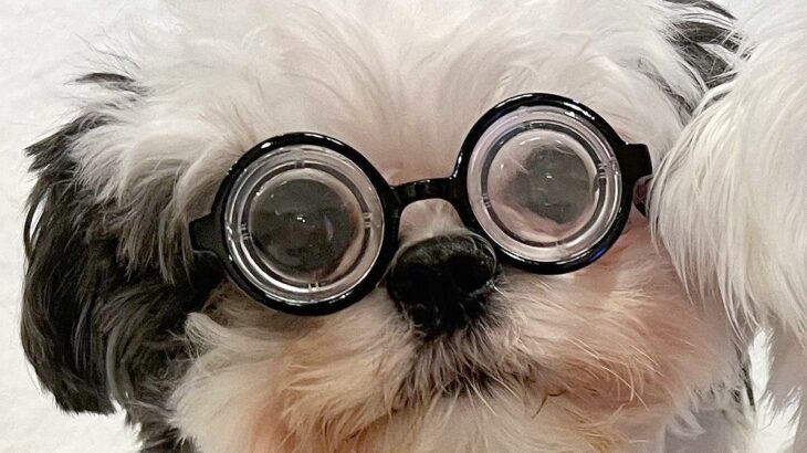 犬に『ビン底めがね』を掛けた結果…思った以上に『加トちゃんにそっくりすぎる光景』に2万いいね集まる「完成度高すぎｗ」「ジワる」爆笑の声(ブログ)