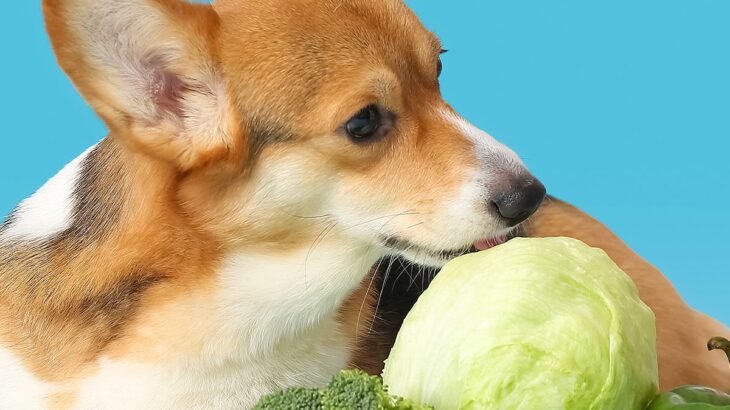 犬に『キャベツ』NGな与え方4選　体調不良を引き起こす可能性も…食べさせる際の適切な量とは？(ブログ)