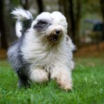犬への『愛が深い芸能人』10選　愛犬を溺愛していることで有名な人をご紹介(ブログ)