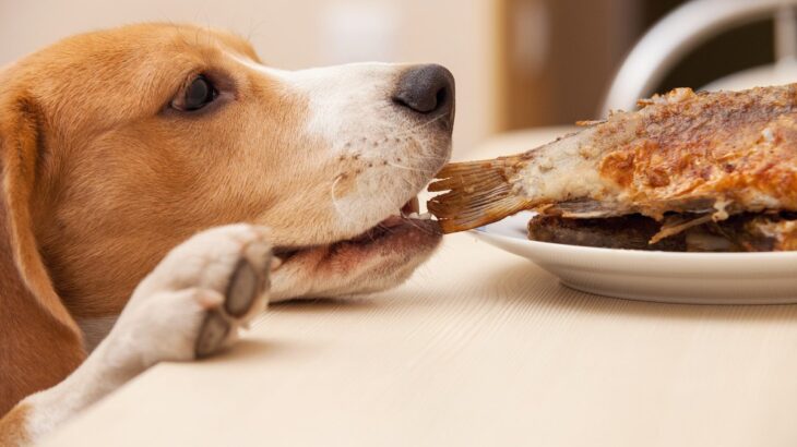 犬が食べても大丈夫な『魚介類』5つ　与えるメリットや食べさせるときの注意点まで(ブログ)