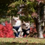 犬の『テンションがあがっている』ときにみせる5つのサイン　興奮させすぎないための対策まで(ブログ)