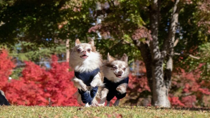 犬の『テンションがあがっている』ときにみせる5つのサイン　興奮させすぎないための対策まで(ブログ)