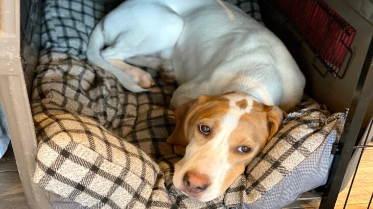 犬が『いたずらを誤魔化している時』のサイン6つ　あなたの愛犬はどう？バレバレすぎる仕草とは(ブログ)