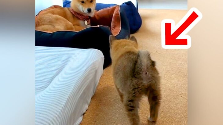 赤ちゃん犬が『バレバレすぎる忍び足』でお姉ちゃん犬に近づいてみた結果…微笑ましすぎる結果が259万再生「完全にバレてるｗ」「可愛い」(ブログ)