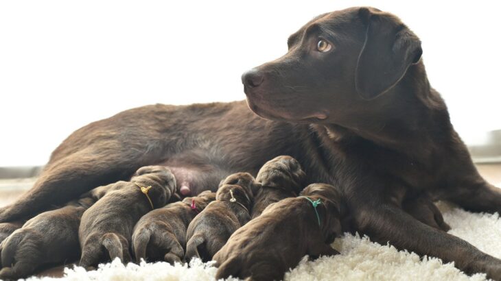 「愛犬の2世が見たい…」お家での出産で起こることとは？基礎知識からリスクまで【現役獣医が解説】(ブログ)