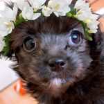 『大きくなっても3キロ程度』と言われて飼った犬が…数年後、思っていたのと違う『衝撃の現在』が13万再生「想像越えてたｗ」「別の犬みたい」(ブログ)