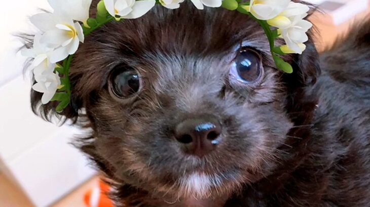 『大きくなっても3キロ程度』と言われて飼った犬が…数年後、思っていたのと違う『衝撃の現在』が13万再生「想像越えてたｗ」「別の犬みたい」(ブログ)