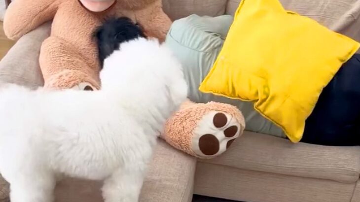 寝ている子どもとパパにクッションを投げてみたら、犬が…まさかの『違いすぎる反応』が面白いと95万再生「守る相手を分かってるｗ」と爆笑(ブログ)