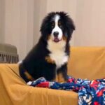 超大型の子犬が『自分でソファに乗った』と思ったら…まさかすぎる『文句を言う光景』が31万再生「甘えたかったのかな？ｗ」「可愛い」と絶賛(ブログ)