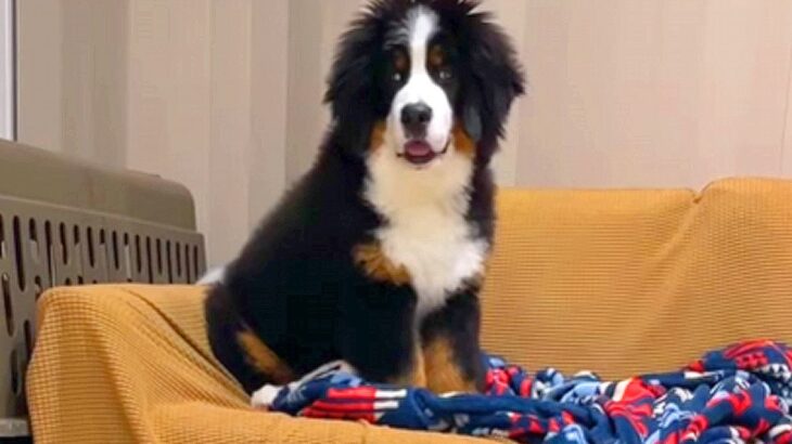 超大型の子犬が『自分でソファに乗った』と思ったら…まさかすぎる『文句を言う光景』が31万再生「甘えたかったのかな？ｗ」「可愛い」と絶賛(ブログ)