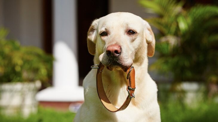 犬に絶対NGな『首輪』5選　思わぬ事故や怪我の元となる危険な状態とは？(ブログ)