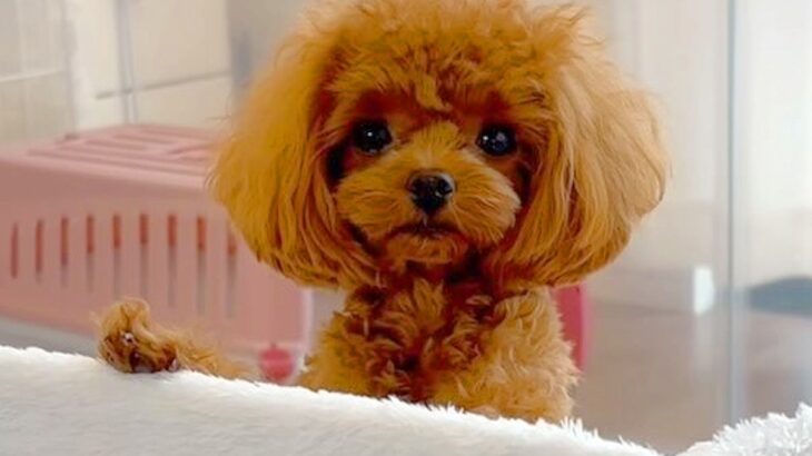 小声で『お出かけ行く？』と聞いてみた結果、犬が…予想を超える『賢い光景』が27万再生「天才すぎる」「なんてお利口さんなの」と絶賛(ブログ)