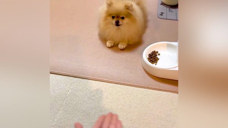 離れた場所にいる犬に『おて』と声を掛けた結果…まさかの『三足歩行で移動する光景』に13万いいね「ダイナミックおてで草」「ダッシュｗｗ」(ブログ)