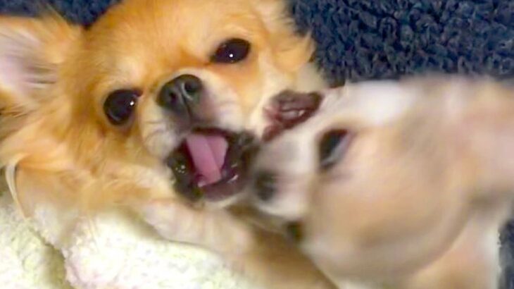 『毎日喧嘩していた2匹の犬』が、7年後…衝撃的な『ビフォーアフター』が尊すぎると22万再生「どっちも可愛すぎ」「ニヤけた」と絶賛の声(ブログ)
