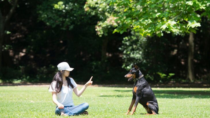 「なんでできないの？」は愛犬への期待値が高いせいかも？『犬のしつけが上手くいかない理由』をドッグトレーナーが解説(ブログ)
