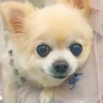 『安楽死させたら？』と言われた老犬→保護した結果…引き取り先で見せた『表情』が泣けると21万再生「涙が出てくる」「長生きしてほしい」(ブログ)