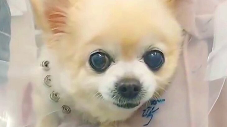 『安楽死させたら？』と言われた老犬→保護した結果…引き取り先で見せた『表情』が泣けると21万再生「涙が出てくる」「長生きしてほしい」(ブログ)