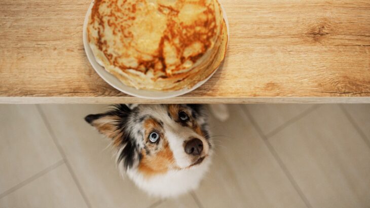 犬が人の食べ物を欲しがっているときの心理３つ　飼い主がしてはいけないNG行動から対処法まで(ブログ)