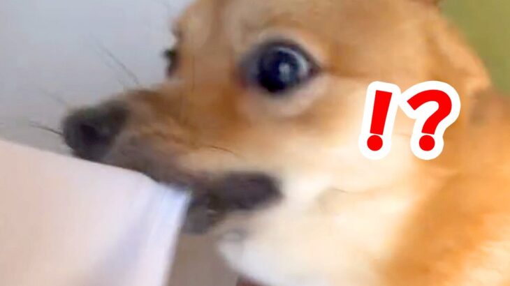 犬に『30秒だけのお留守番』をさせた結果→部屋に戻ると…思った以上の『尊すぎる反応』が79万再生「仕事行けない…ｗ」「早すぎて草」(ブログ)