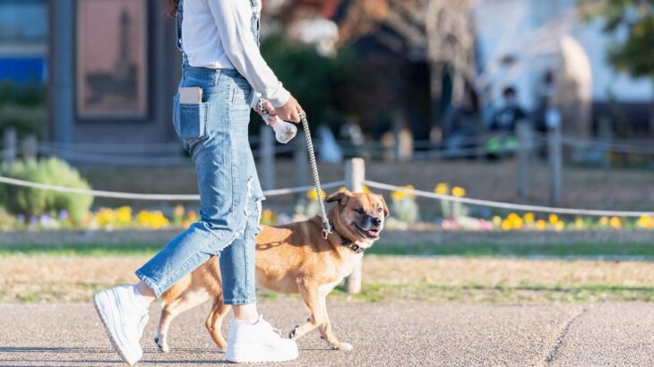 犬の散歩を適当にするのはNG？起こりうる5つのリスクやトラブルとは(ブログ)