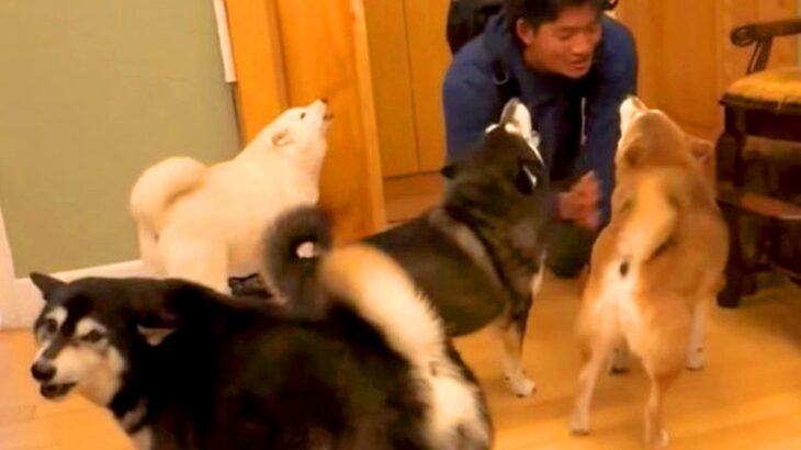 たった4日間、家に帰らなかったら…犬たちによる『想像以上の熱烈歓迎』が42万再生「嬉しすぎて遠吠えしてるｗ」「愛されてるの伝わる」と絶賛(ブログ)