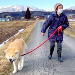 おばあちゃんが『秋田犬と散歩に出かけた』結果…とんでもなく尊い『ペースを合わせる光景』が38万再生「ほのぼのして尊い」「最高のお散歩」(ブログ)