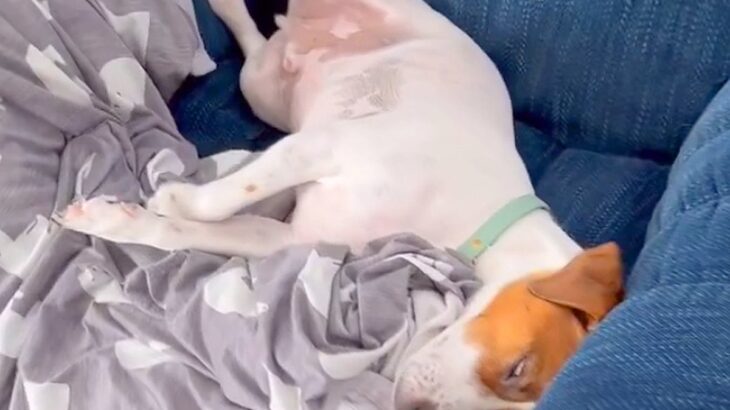 『帰宅後、嫌な予感が…』ソファで犬が寝ているかと思ったら、衝撃的な『まさかの寝顔』が106万再生「爆笑したｗ」「留守番のプロで草」(ブログ)