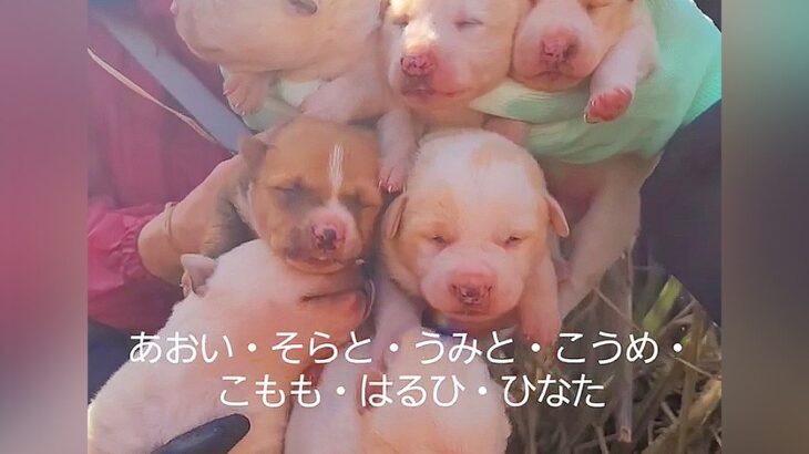 草むらの中にいた『7匹の赤ちゃん犬』を保護した結果…思わず涙が出る『現在の光景』が11万再生「泣いてしまった」「本当によかった」と感動(ブログ)