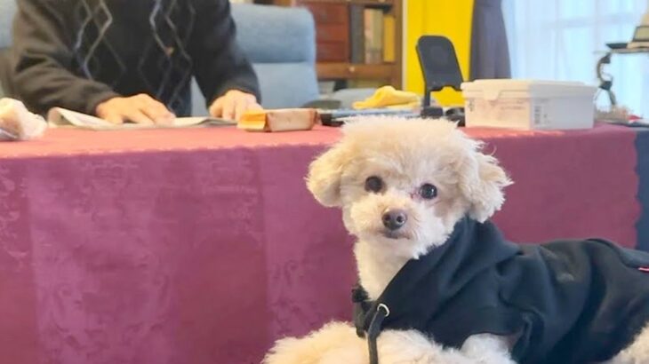 お正月、家族で過ごす中に犬を連れて行ったら…みんなに愛される『尊すぎる光景』が4万再生「素敵なご家族」「微笑ましすぎる」と羨望の声も(ブログ)