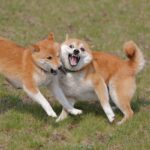 犬の喧嘩と遊びは何が違うの？見分けるためのポイントからやめさせるべきケースの判断方法まで(ブログ)