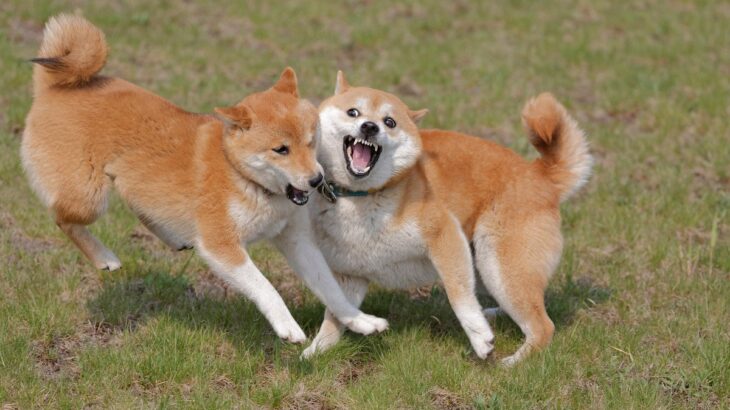 犬の喧嘩と遊びは何が違うの？見分けるためのポイントからやめさせるべきケースの判断方法まで(ブログ)